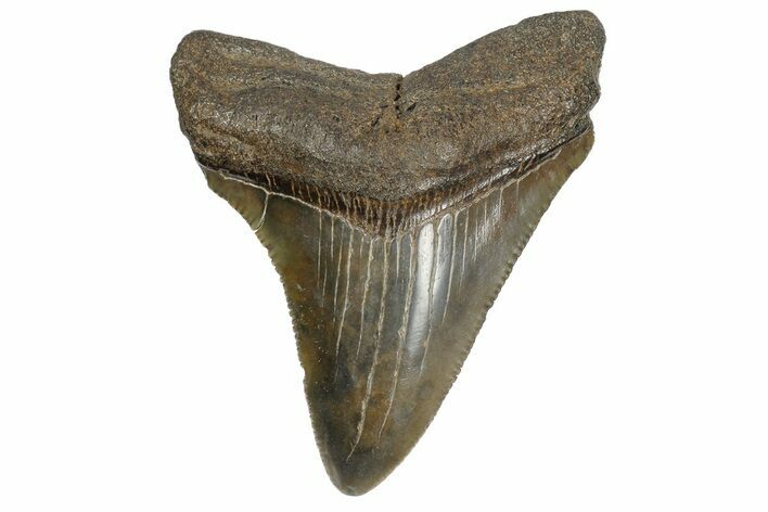 Serrated, Juvenile Megalodon Tooth - South Carolina #183084